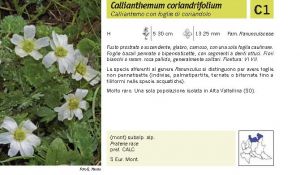 Flora Pagina 064 A.jpg