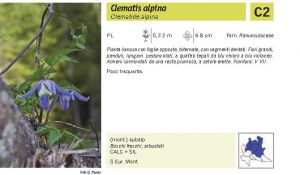 Flora Pagina 068 B.jpg