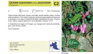 Flora Pagina 141 B.jpg