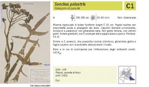 Flora Pagina 200 B.jpg