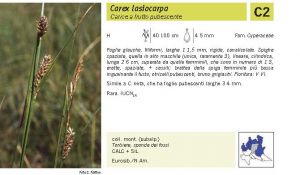 Flora Pagina 246 B.jpg