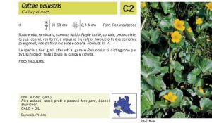 Flora Pagina 065 B.jpg