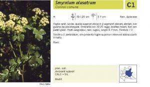 Flora Pagina 126 A.jpg