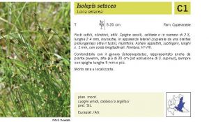 Flora Pagina 248 B.jpg