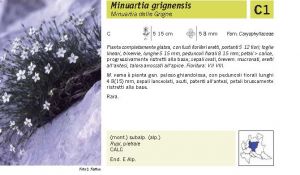 Flora Pagina 052 A.jpg