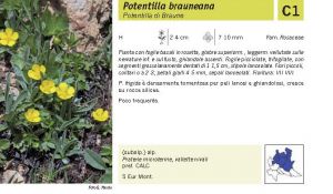 Flora Pagina 102 A.jpg