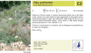 Flora Pagina 232 B.jpg