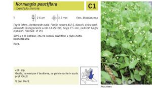 Flora Pagina 089 B.jpg