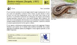 Fauna Pagina 315 B.jpg