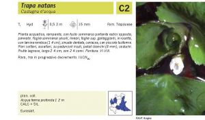 Flora Pagina 123 B.jpg