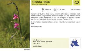 Flora Pagina 228 A.jpg