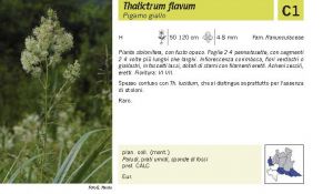 Flora Pagina 078 A.jpg