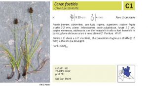 Flora Pagina 240 B.jpg