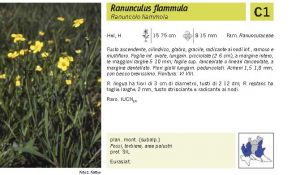 Flora Pagina 072 B.jpg