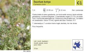 Flora Pagina 154 A.jpg