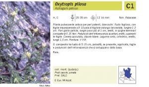 Flora Pagina 108 B.jpg