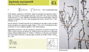 Flora Pagina 165 A.jpg