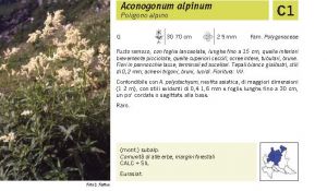 Flora Pagina 046 A.jpg