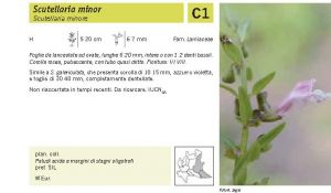 Flora Pagina 155 B.jpg