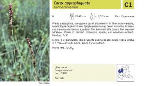 Flora Pagina 240 A.jpg