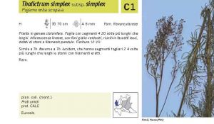 Flora Pagina 079 A.jpg