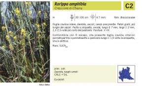 Flora Pagina 084 B.jpg