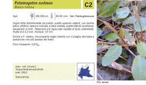 Flora Pagina 207 A.jpg