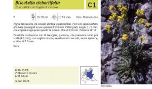 Flora Pagina 091 A.jpg