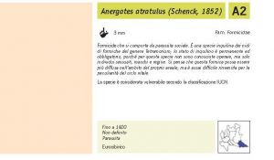 Fauna Pagina 302 B.jpg