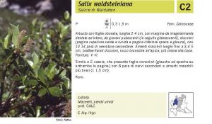 Flora Pagina 042 A.jpg