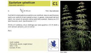 Flora Pagina 025 B.jpg