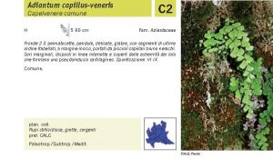 Flora Pagina 029 A.jpg