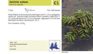 Flora Pagina 039 A.jpg