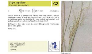 Flora Pagina 233 B.jpg