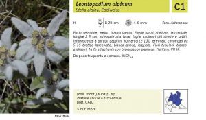 Flora Pagina 186 A.jpg