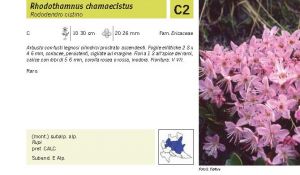 Flora Pagina 135 A.jpg