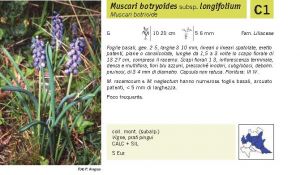 Flora Pagina 218 A.jpg