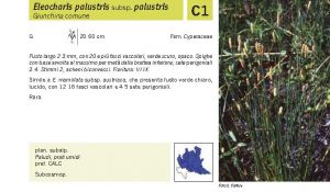 Flora Pagina 249 A.jpg