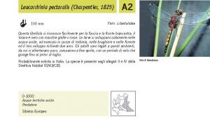 Fauna Pagina 289 A.jpg