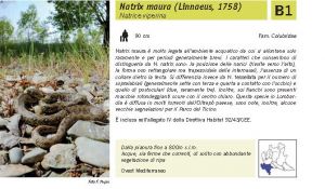 Fauna Pagina 318 B.jpg