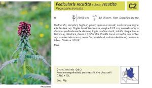 Flora Pagina 166 B.jpg