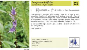 Flora Pagina 182 B.jpg