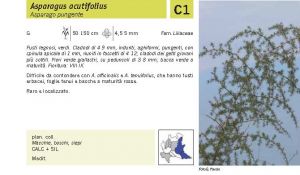 Flora Pagina 223 A.jpg