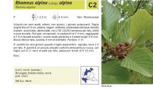 Flora Pagina 115 A.jpg