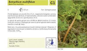 Flora Pagina 027 B.jpg