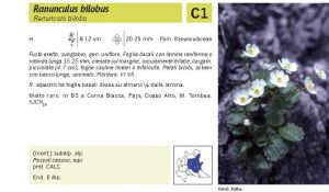 Flora Pagina 071 B.jpg