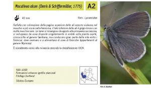 Fauna Pagina 297 B.jpg