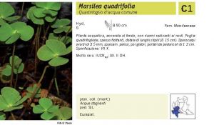 Flora Pagina 038 B.jpg