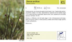 Flora Pagina 230 A.jpg