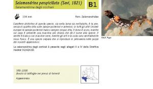 Fauna Pagina 305 A.jpg